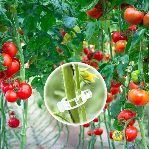 Tomato Clips Plastic Trellis Clips